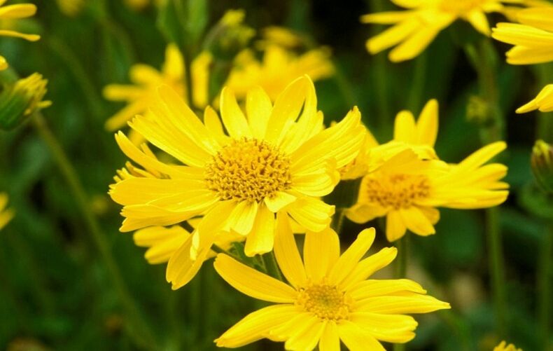 Arnica montana extract Depanten-en